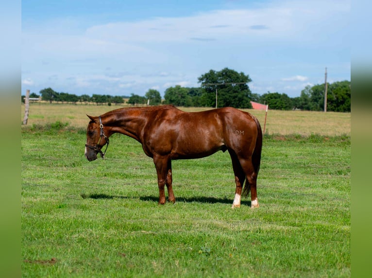 American Quarter Horse Wallach 13 Jahre 147 cm Dunkelfuchs in Elk City OK