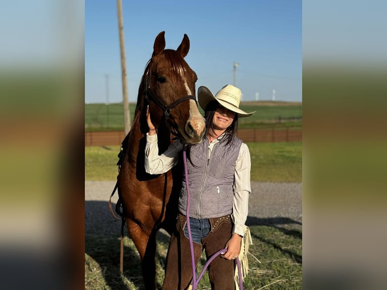 American Quarter Horse Wallach 13 Jahre 147 cm Dunkelfuchs in Elk City OK