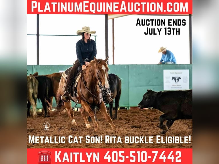 American Quarter Horse Wallach 13 Jahre 147 cm Dunkelfuchs in Elk City OK