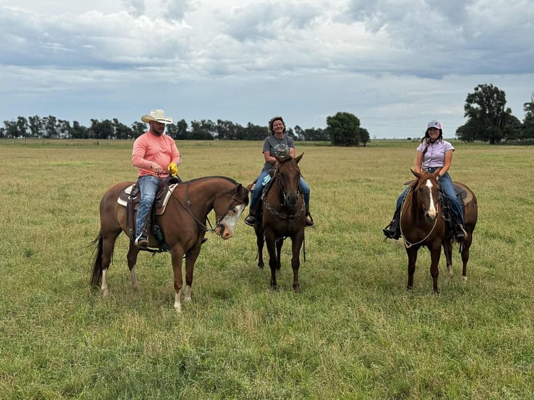 American Quarter Horse Wallach 13 Jahre 147 cm Dunkelfuchs in Elk City OK