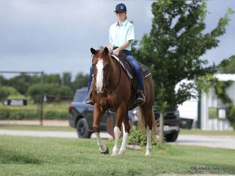American Quarter Horse Wallach 13 Jahre 147 cm Dunkelfuchs in Weatherford TX