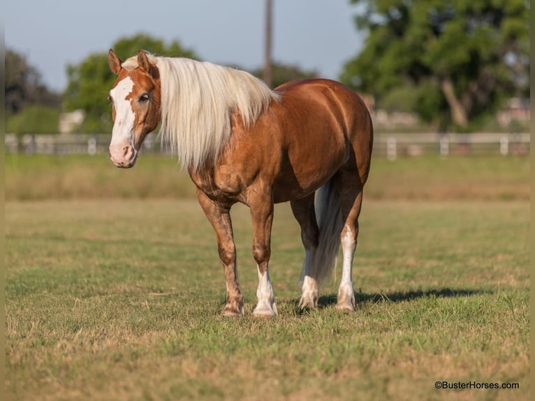 American Quarter Horse Wallach 13 Jahre 147 cm Palomino in WEATHERFORD, TX