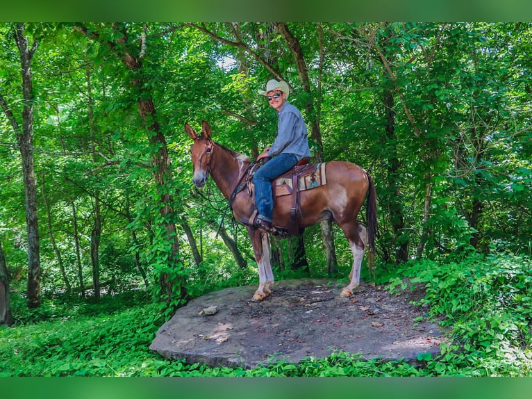 American Quarter Horse Wallach 13 Jahre 147 cm Red Dun in Flemingsburg KY
