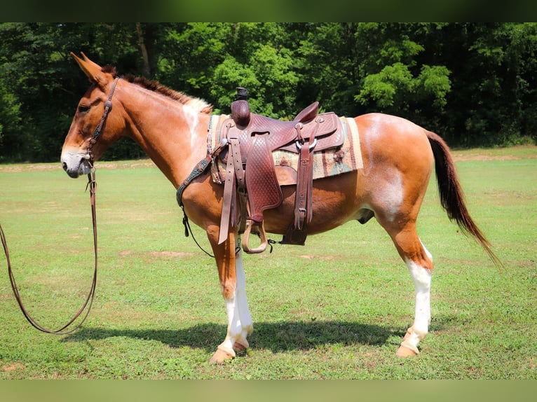 American Quarter Horse Wallach 13 Jahre 147 cm Red Dun in Flemingsburg KY