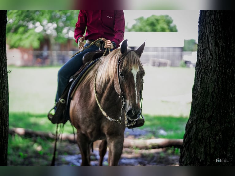 American Quarter Horse Wallach 13 Jahre 147 cm Roan-Red in Addison, TX