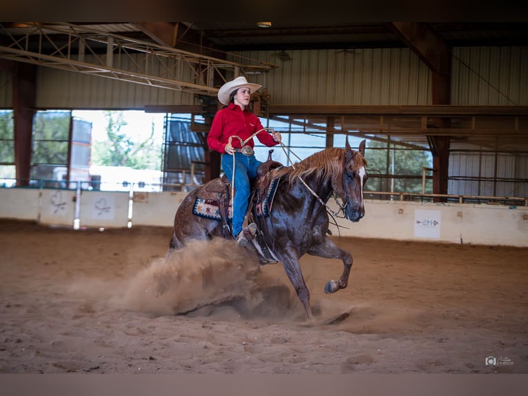 American Quarter Horse Wallach 13 Jahre 147 cm Roan-Red in Addison, TX