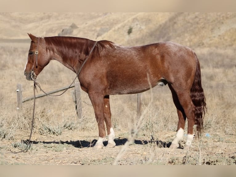 American Quarter Horse Wallach 13 Jahre 147 cm Roan-Red in Paicines CA