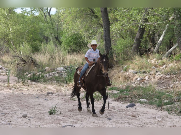American Quarter Horse Wallach 13 Jahre 147 cm Rotbrauner in Camp Verde AZ