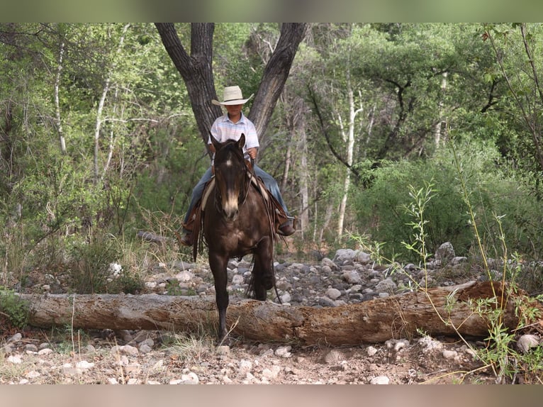 American Quarter Horse Wallach 13 Jahre 147 cm Rotbrauner in Camp Verde AZ