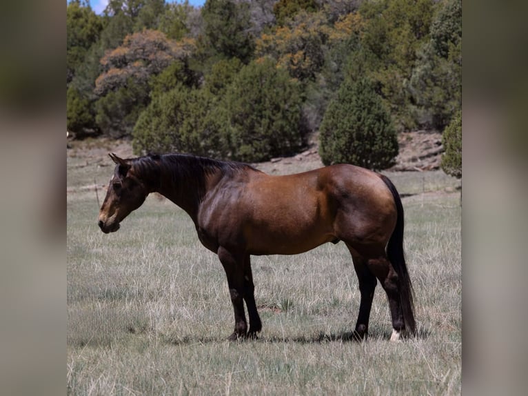 American Quarter Horse Wallach 13 Jahre 147 cm Rotbrauner in Camp Verde AZ