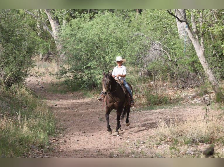 American Quarter Horse Wallach 13 Jahre 147 cm Rotbrauner in Camp Verde AZ