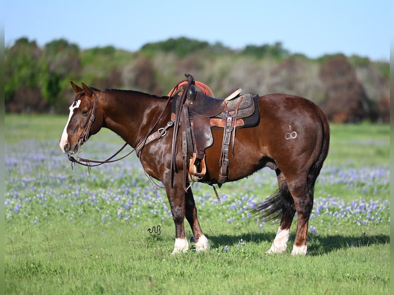 American Quarter Horse Wallach 13 Jahre 147 cm Rotfuchs in Waco