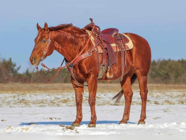American Quarter Horse Mix Wallach 13 Jahre 147 cm Rotfuchs in Shippenville, PA