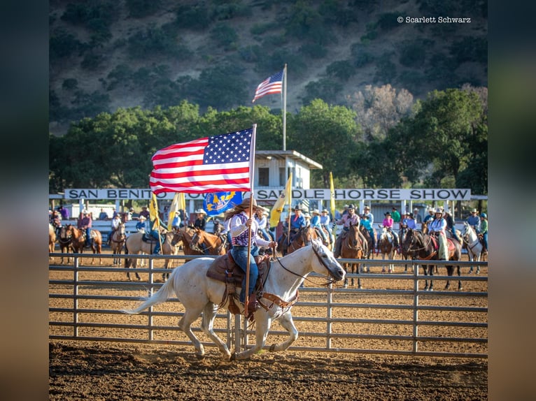 American Quarter Horse Wallach 13 Jahre 147 cm Schimmel in Paso Robles CA