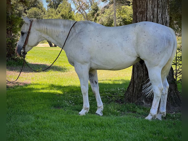 American Quarter Horse Wallach 13 Jahre 147 cm Schimmel in Paso Robles CA
