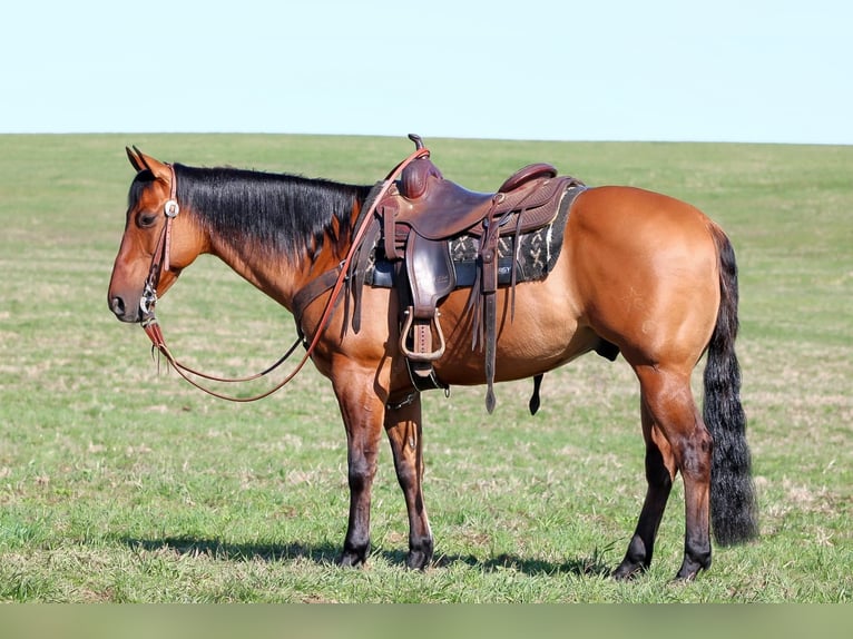 American Quarter Horse Wallach 13 Jahre 150 cm Buckskin in Clarion