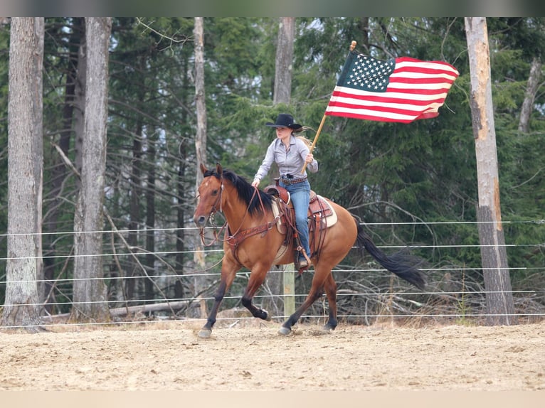American Quarter Horse Wallach 13 Jahre 150 cm Buckskin in Clarion