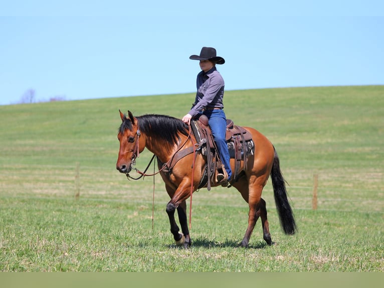 American Quarter Horse Wallach 13 Jahre 150 cm Buckskin in Clarion