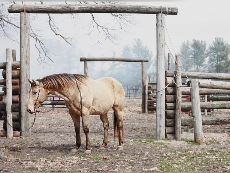 American Quarter Horse Wallach 13 Jahre 150 cm Buckskin in North Judson IN