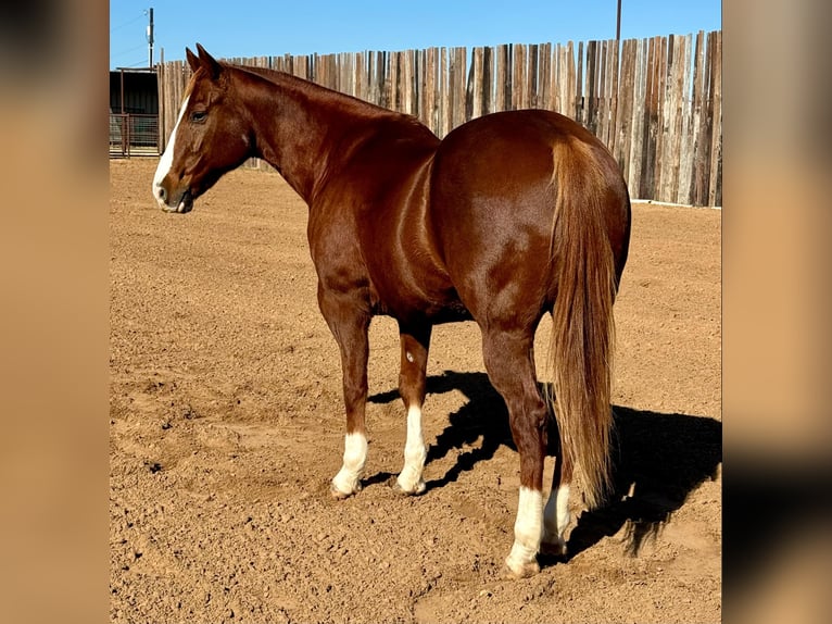 American Quarter Horse Wallach 13 Jahre 150 cm Dunkelfuchs in Stephenville TX