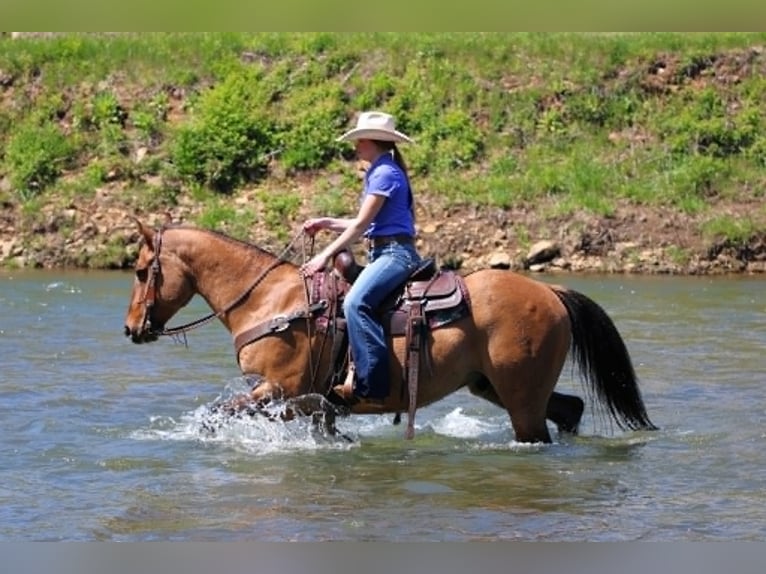 American Quarter Horse Wallach 13 Jahre 150 cm Falbe in Clarion