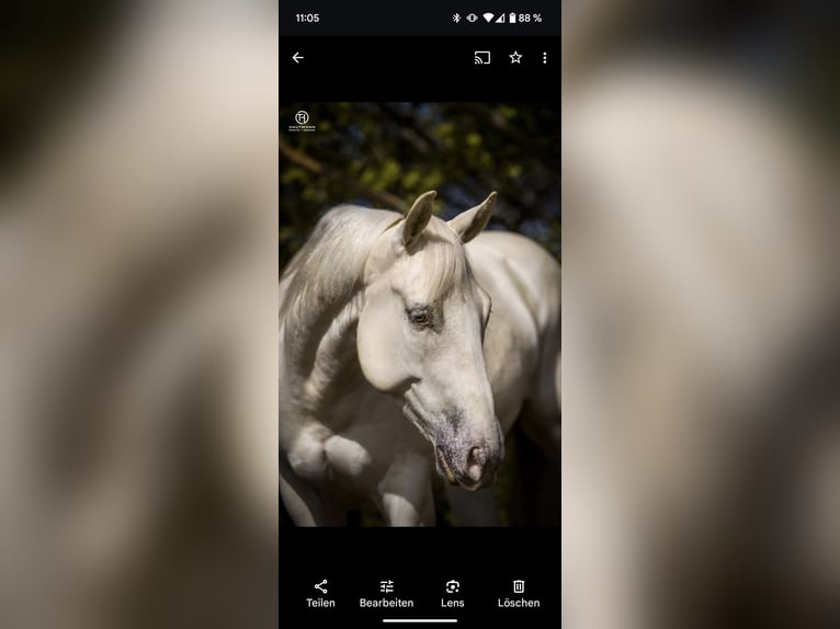 American Quarter Horse Wallach 13 Jahre 150 cm  in Salzgitter