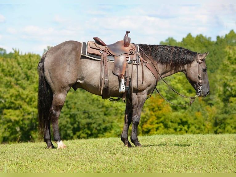 American Quarter Horse Wallach 13 Jahre 150 cm Grullo in Needmore, PA