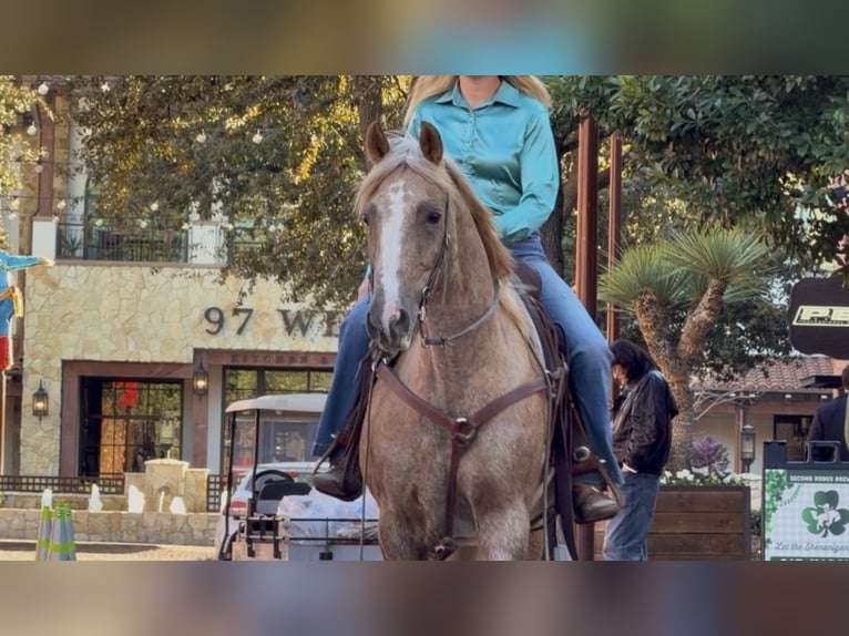 American Quarter Horse Wallach 13 Jahre 150 cm Palomino in Weatherford