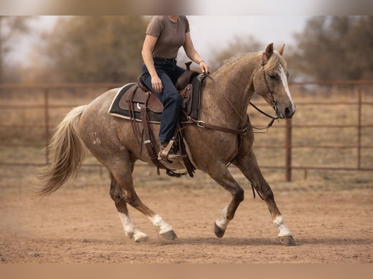 American Quarter Horse Wallach 13 Jahre 150 cm Palomino in Weatherford