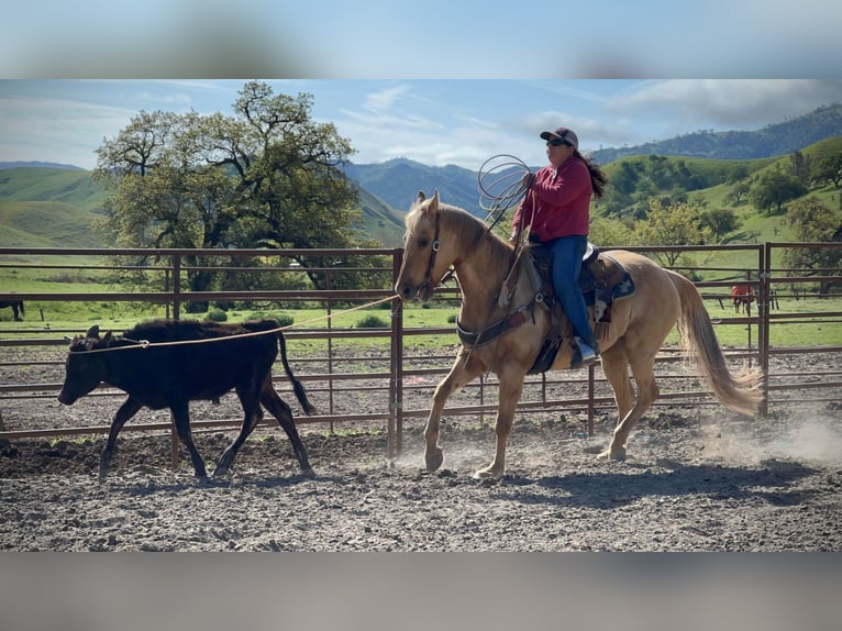 American Quarter Horse Wallach 13 Jahre 150 cm Palomino in pAICINES, ca