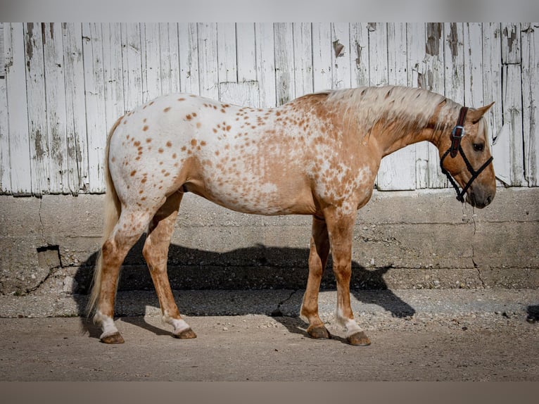 American Quarter Horse Wallach 13 Jahre 150 cm Palomino in Woodstock IL