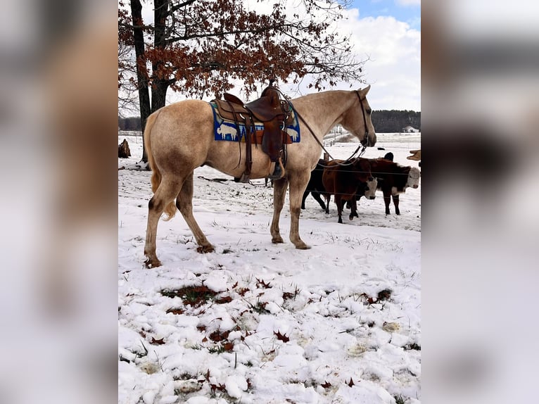 American Quarter Horse Wallach 13 Jahre 150 cm Palomino in Mt Hope AL