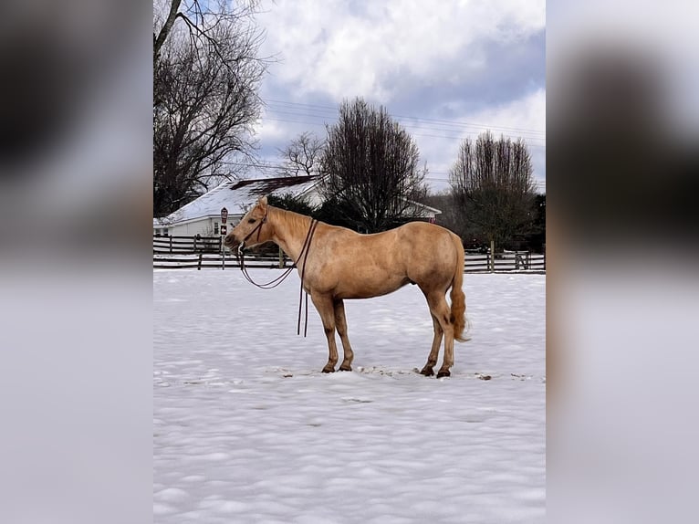 American Quarter Horse Wallach 13 Jahre 150 cm Palomino in Mt Hope AL