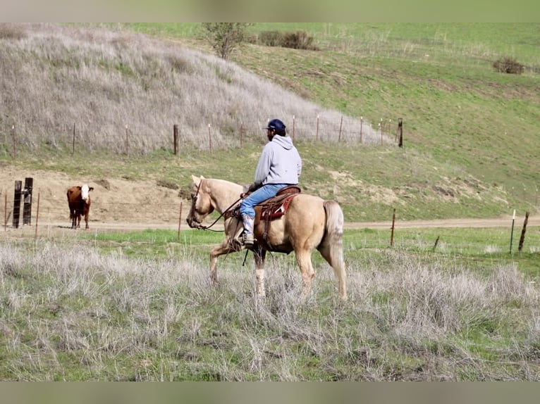 American Quarter Horse Wallach 13 Jahre 150 cm Palomino in Paicines CA