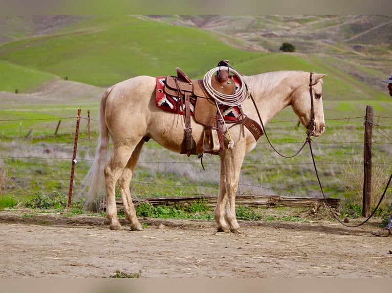 American Quarter Horse Wallach 13 Jahre 150 cm Palomino in Paicines CA