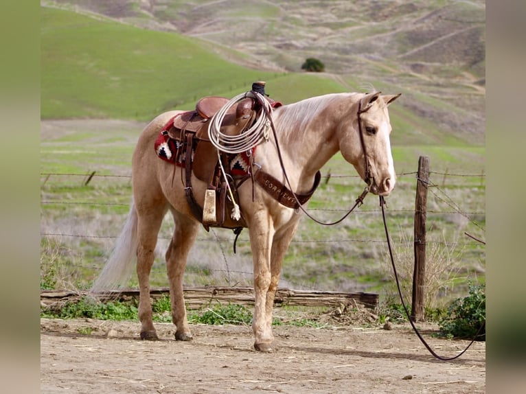 American Quarter Horse Wallach 13 Jahre 150 cm Palomino in Paicines CA