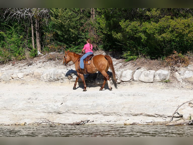 American Quarter Horse Wallach 13 Jahre 150 cm Red Dun in Forney
