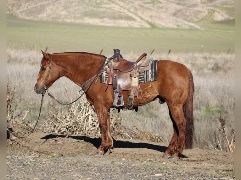 American Quarter Horse Wallach 13 Jahre 150 cm Red Dun in Paicines CA