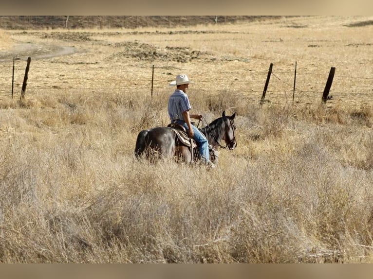 American Quarter Horse Wallach 13 Jahre 150 cm Roan-Bay in Paicines CA