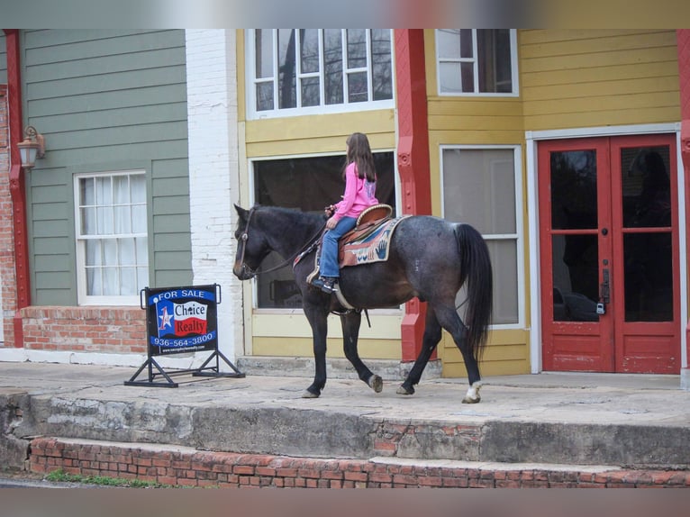 American Quarter Horse Wallach 13 Jahre 150 cm Roan-Bay in Rusk TX