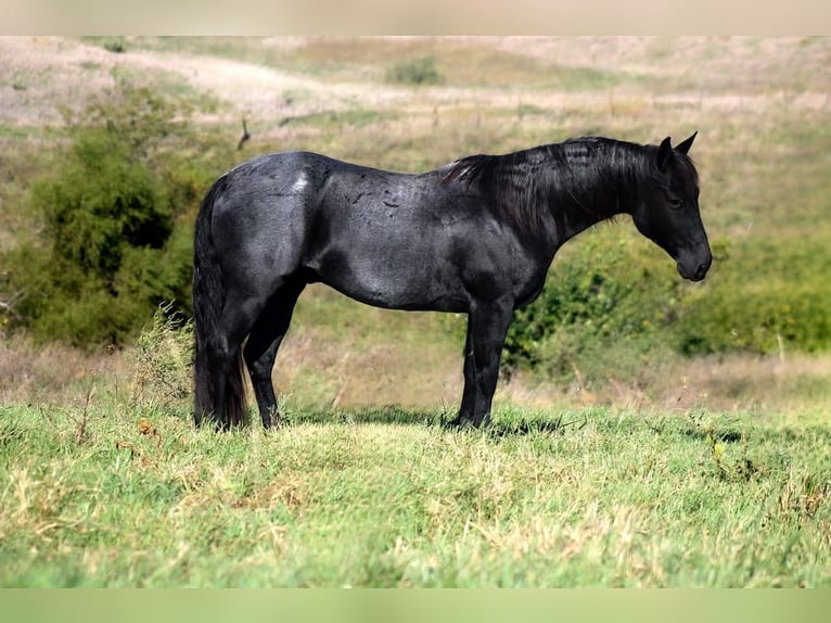American Quarter Horse Wallach 13 Jahre 150 cm Roan-Blue in Plano