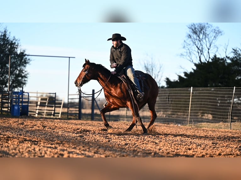 American Quarter Horse Wallach 13 Jahre 150 cm Rotbrauner in Kaufman