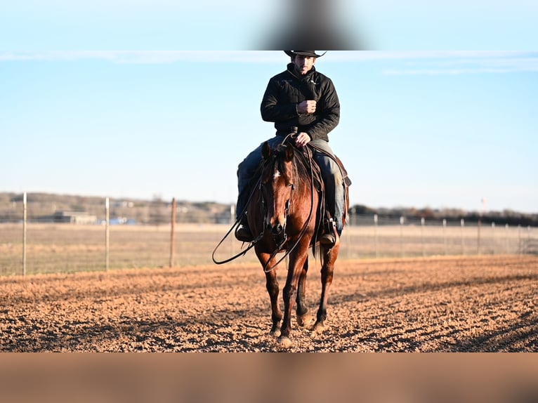 American Quarter Horse Wallach 13 Jahre 150 cm Rotbrauner in Kaufman