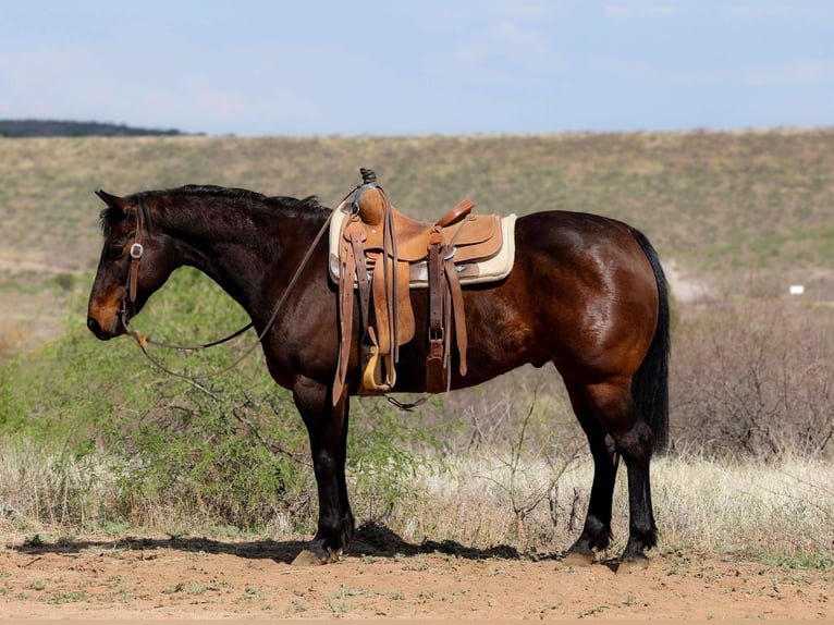 American Quarter Horse Wallach 13 Jahre 150 cm Rotbrauner in Camp Verde AZ