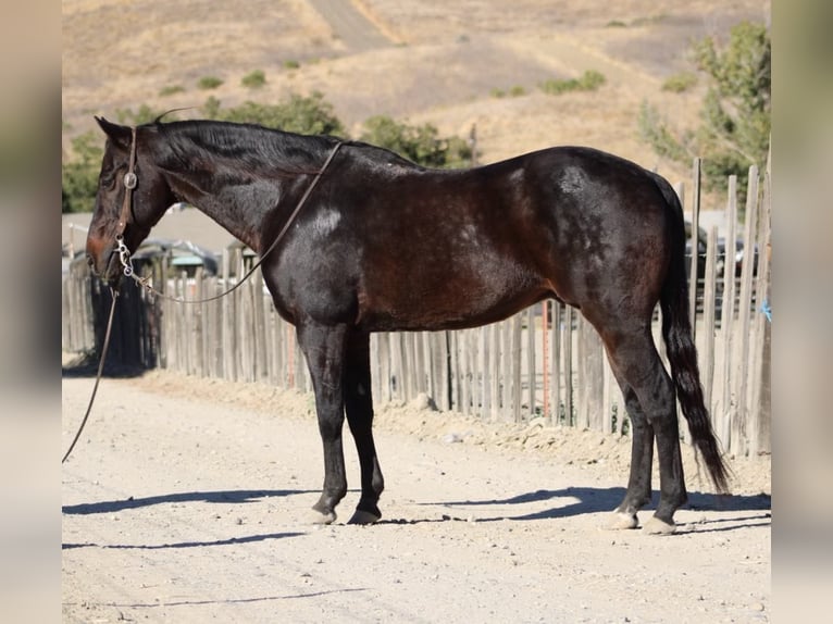 American Quarter Horse Wallach 13 Jahre 150 cm Rotbrauner in Paicines CA