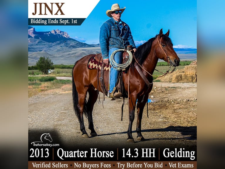 American Quarter Horse Wallach 13 Jahre 150 cm Rotbrauner in Powell, WY