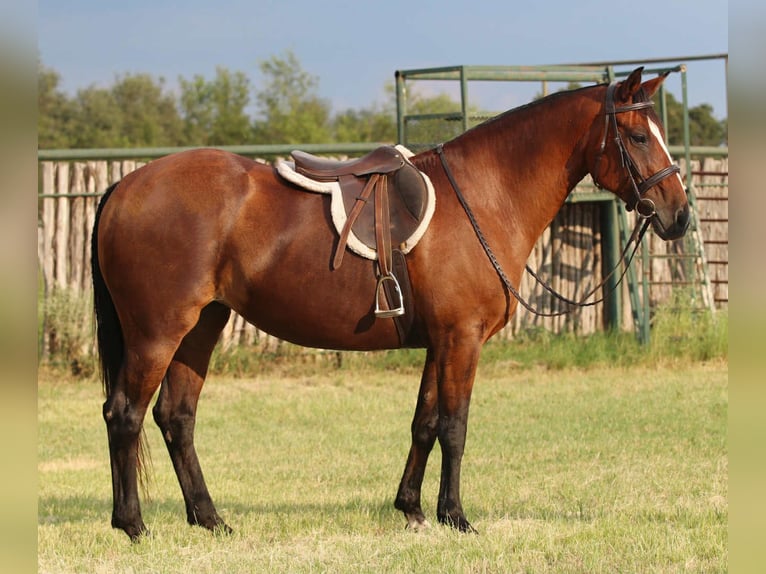 American Quarter Horse Wallach 13 Jahre 150 cm Rotbrauner in Stephenville TX