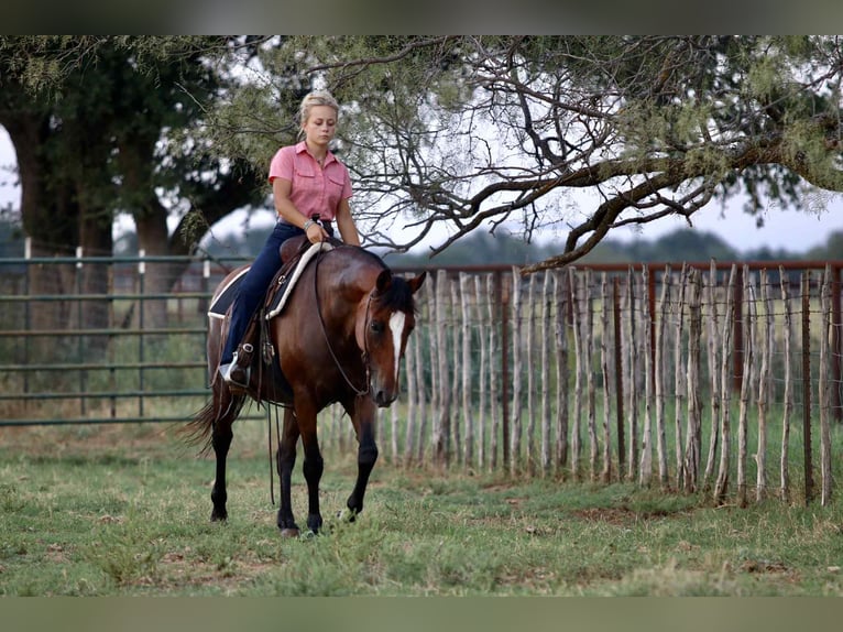 American Quarter Horse Wallach 13 Jahre 150 cm Rotbrauner in Stephenville TX