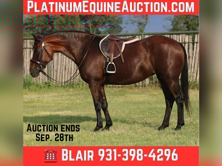 American Quarter Horse Wallach 13 Jahre 150 cm Rotbrauner in Stephenville TX