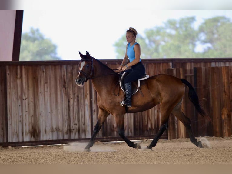 American Quarter Horse Wallach 13 Jahre 150 cm Rotbrauner in Stephenville TX